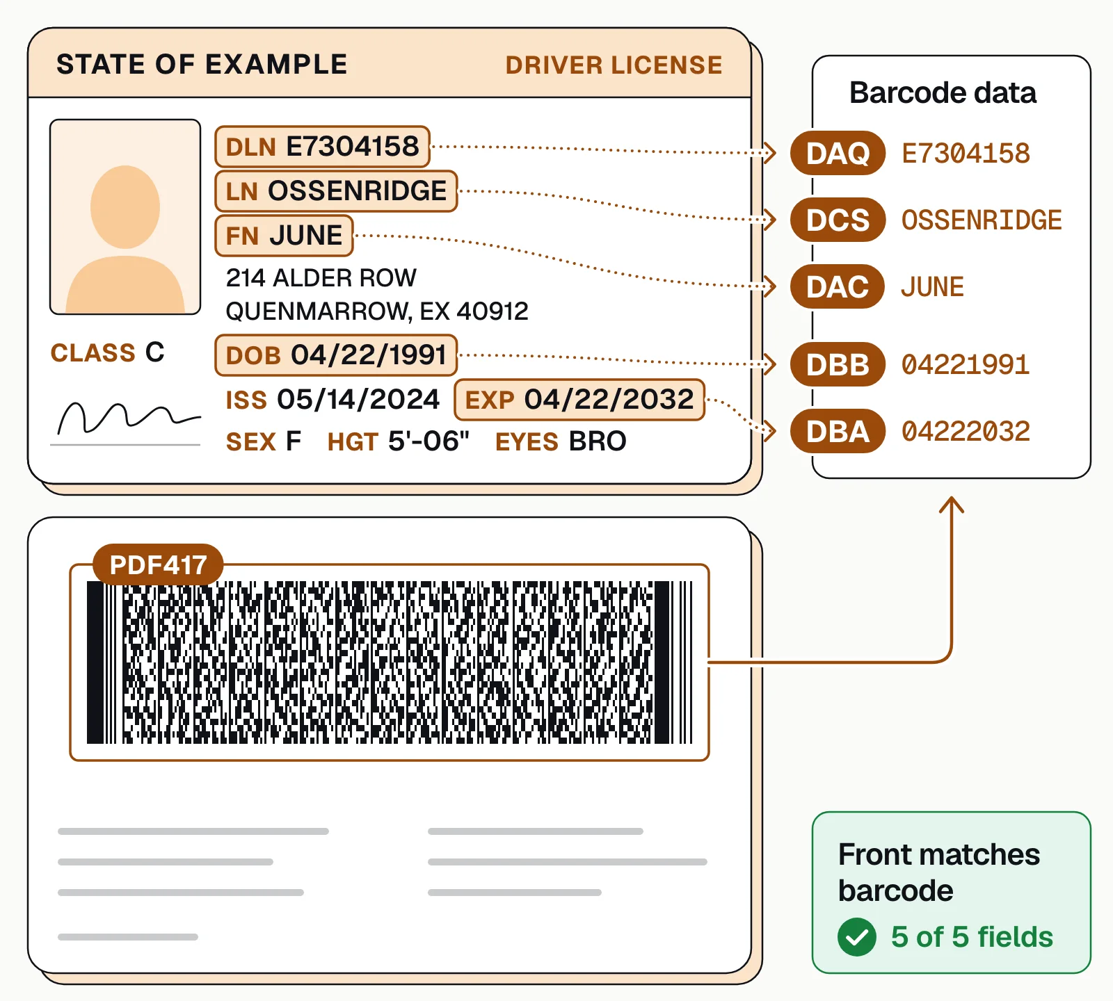 Driver's license front with five fields linked to AAMVA barcode elements DAQ, DCS, DAC, DBB and DBA from the PDF417 back